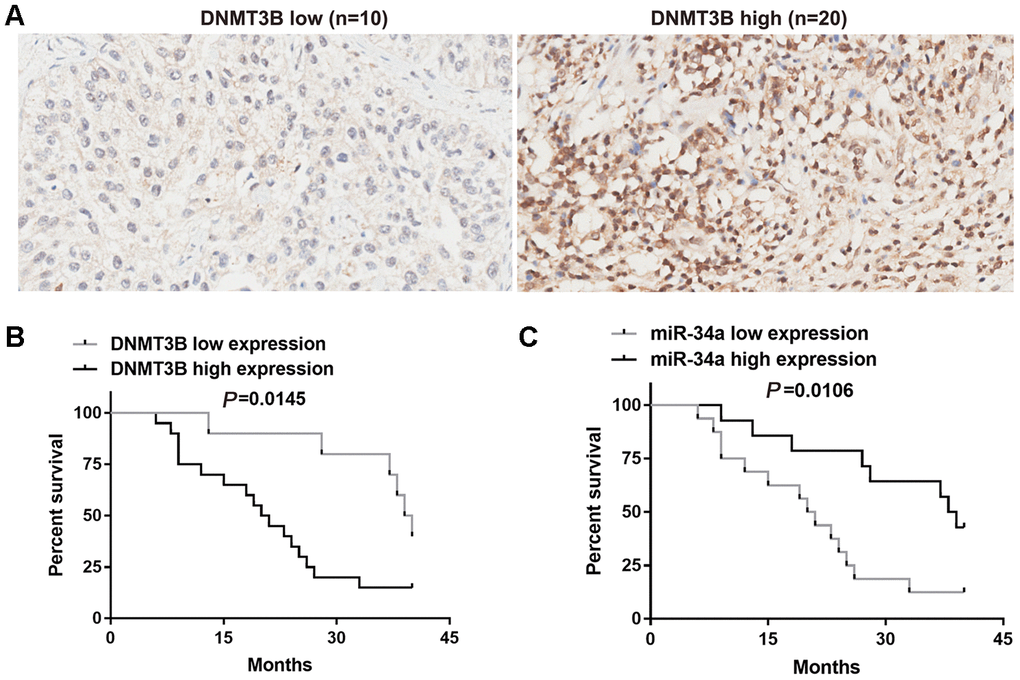Correlation between DNMT3B and miR-34a in bladder cancer tissues. (A) The protein level of DNMT3B was assessed using tissue microarrays in 30 bladder cancer tissues. (B, C) Overall survival analysis of bladder cancer patients who were divided into two groups based on the expression level of DNMT3B (B) or miR-34a (C). Survival analysis was performed using the Kaplan-Meier method and the logrank test. DNMT3B, DNA methyltransferase 3B.