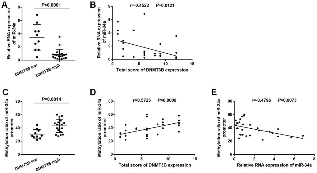 Correlation between the level of DNMT3B and the methylation ratio of the miR-34a promoter in bladder cancer tissues. (A) Relative RNA expression of miR-34a in low-DNMT3B-expression and high-DNMT3B-expression bladder cancer tissues. (B) Correlation between the total score of DNMT3B expression and the relative RNA expression of miR-34a in bladder cancer tissues. (C) The methylation ratio of the miR-34a promoter in low-DNMT3B-expression and high-DNMT3B-expression bladder cancer tissues. (D) Correlation between the total score of DNMT3B expression and the methylation ratio of the miR-34a promoter in bladder cancer tissues. (E) Correlation between the relative RNA expression of miR-34a and the methylation ratio of the miR-34a promoter in bladder cancer tissues. DNMT3B, DNA methyltransferase 3B.