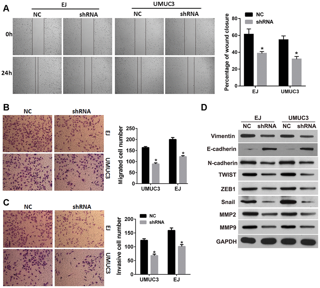 DNMT3B knockdown inhibits migration, invasion, and EMT in bladder cancer cells. EJ and UMUC3 cells were infected with lentiviral vectors expressing shRNAs targeting DNMT3B (shRNA)to construct DNMT3B stable knockdown cells, termed as shRNA group. EJ and UMUC3 cells infected with empty lentivirus were used as the NC group. (A, B) The wound healing assay (A) and the Transwell migration assay (B) were performed to evaluate the migration capability. (C) The Transwell invasion assay was performed to evaluate the invasion capability. Data were presented as mean±SD. *pD) Expression of epithelial-mesenchymal transition markers as detected by western blot analysis. DNMT3B, DNA methyltransferase 3B; EMT, epithelial-mesenchymal transition; NC, negative control; SD, standard deviation.
