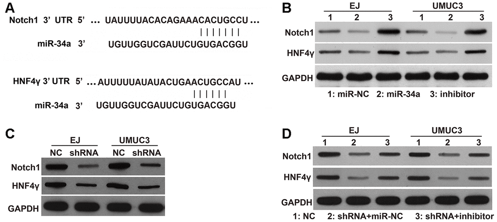 Effects of DNMT3B knockdown on the protein levels of HNF4γ and Notch1, which are downstream targets of miR-34a. (A) miR-34a has binding sites on the 3’ UTR of HNF4γ and Notch1 mRNAs. (B) The protein levels of HNF4γ and Notch1 in EJ and UMUC3 cells transfected with miR-NC, miR-34a mimic, or the miR-34a inhibitor (inhibitor). (C) The protein levels of HNF4γ and Notch1 in DNMT3B-knockdown EJ and UMUC3 cells after being infected with recombinant lentiviral vectors containing shRNAs targeting DNMT3B (shRNA) and negative control cells infected with empty lentivirus (NC). (D) The protein levels of HNF4γ and Notch1 in the shRNA groups of EJ and UMUC3 cells transfected with the miR-34a inhibitor (shRNA+inhibitor) or miR-NC (shRNA+miR-NC). NC cells were used as the control. DNMT3B, DNA methyltransferase 3B; HNF4γ, hepatocyte nuclear factor 4 gamma; UTR, untranslated region; NC, negative control; shRNA, short hairpin RNA.