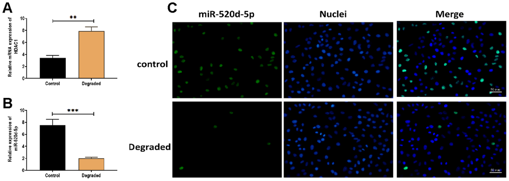 Expressions of miR-520d-5p and HDAC1 in the degraded cartilage. (A, B) Expression of miR-520d-5p and HDAC1 in non-degraded and degraded cartilages, respectively. (C) In situ hybridization for miR-520d-5p in non-degraded and degraded cartilages. MiR-520d-5p was labeled by green fluorescence, and the nuclei were labeled by blue fluorescence. Scalar bar = 50 μm. For each experiment, at least three replicates were available for the analysis. Data were expressed as mean ± standard deviation (SD). *P 