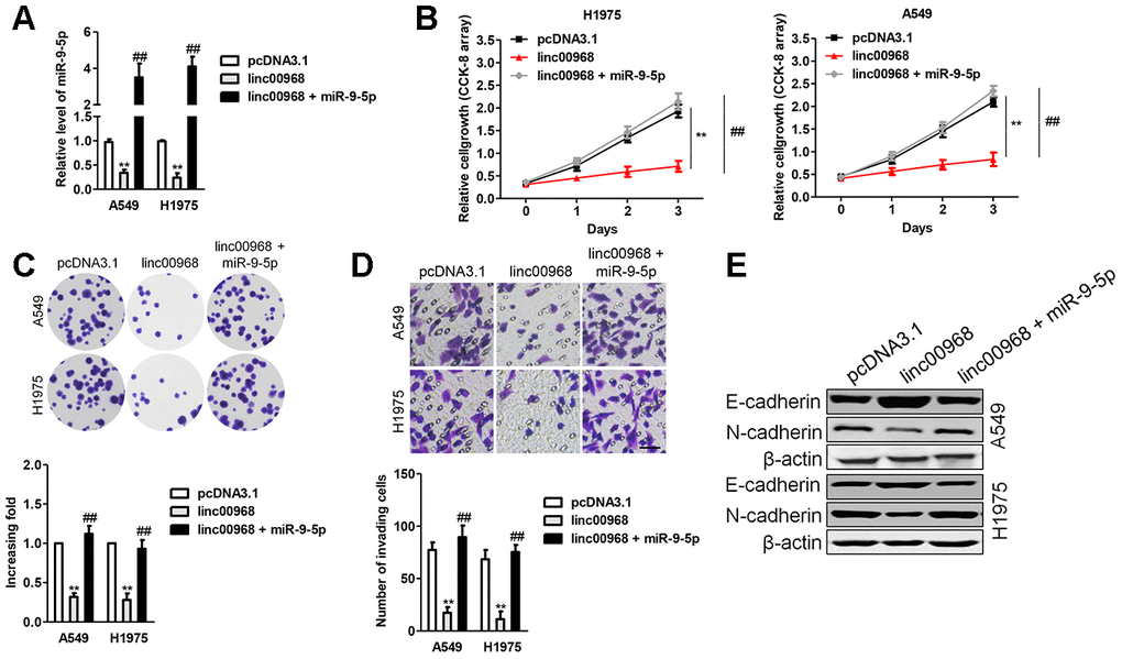 Overexpression of miR-9-5p reverses the inhibitory roles of linc00968 in LUAD cell. (A) A549 or H1975 was transfected with linc00968 or cotransfected with linc00968 and miR-9-5p. The level of miR-9-5p was detected with qRT-PCR assay. (B–D) The proliferation, colony formation and invasion abilities were rescued by miR-9-5p. Scale bar, 200 μm. (E) The expressions of E-cadherin and N-cadherin were detected by western blot. **P