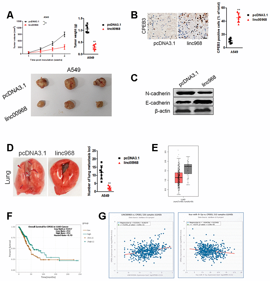 Overexpression of linc00968 suppresses the growth of A549 cell in vivo. (A) The respective xenograft tumors from the nude mice were exhibited. Tumor weights and tumor growth curves were analyzed. (B) IHC of CPEB3 in the subcutaneous tumors. Scale bar, 200 μm. (C) The expressions of E-cadherin and N-cadherin were detected using western blotting assay. (D) Representative photos for lung metastasis nodules. The number of nodules lung metastatic foci as calculated. (E) CPEB3 expression in TCGA, with red boxplot referring to LUAD sample and gray boxplot referring to normal sample. (F) Survival analysis of CPEB3 in LUAD from TCGA. (G) The correlations between CPEB3 and miR-9-5p or linc00968 were analyzed in TCGA. **P