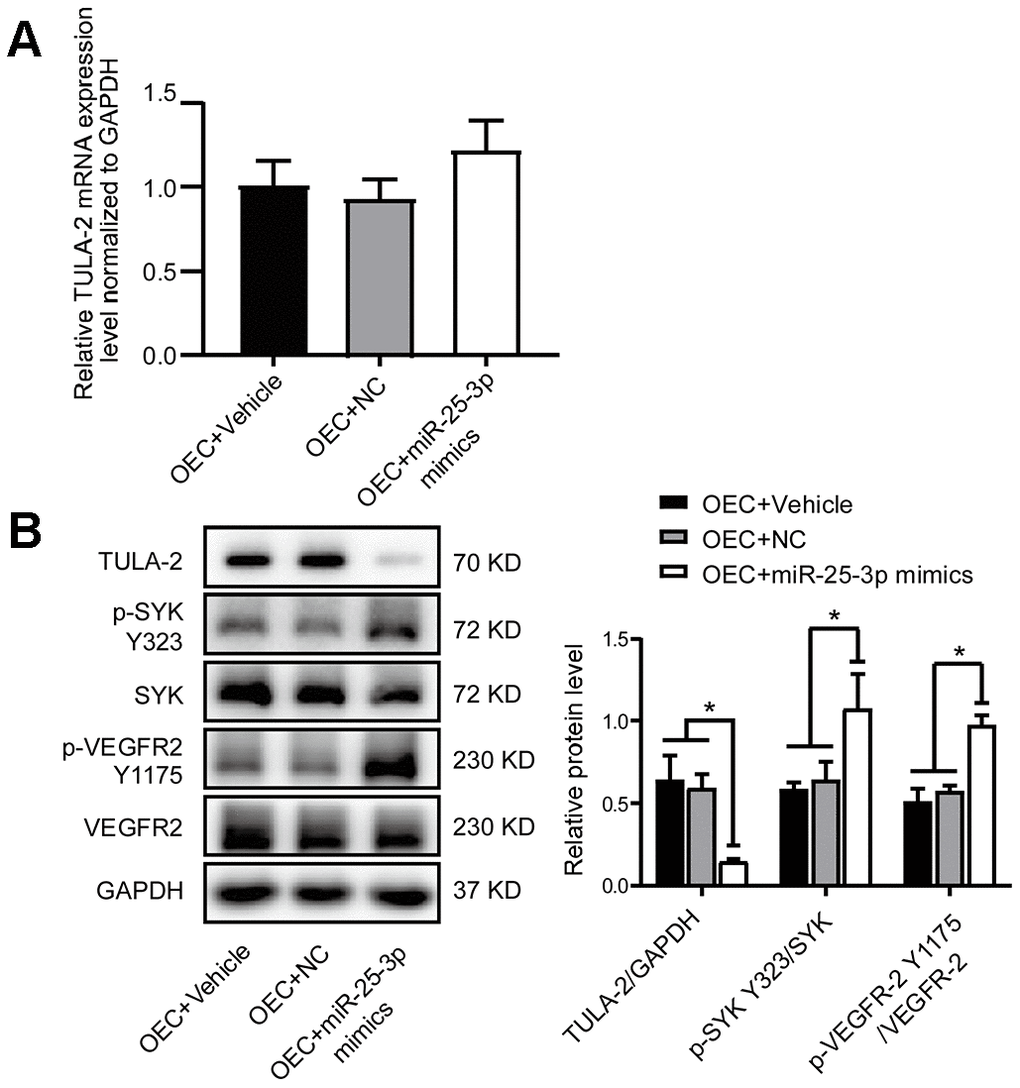 MiR-25-3p mimics positively regulate the angiogenic signaling pathway by increasing angiogenic growth factor expression. (A) RT-qPCR showed no significant change in the TULA-2 mRNA level in OECs after transfection with miR-25-3p mimics. (B) Western blot analysis showed that miR-25-3p mimics downregulated the protein level of TULA-2 and upregulated the phosphorylation levels of SYK Y323 and VEGFR-2 Y1175 in OECs (n=3, data are expressed as the mean ± SEM, *P 