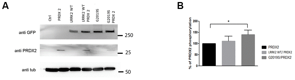 LRRK2 and PRDX2 transgenic flies. (A) LRRK2 GFP and PRDX2 expression driven by ddc-GAL-4 in transgenic fly head (B) Bar graphs show mean percentage and standard deviation of phosphorylation of PRDX2 in LRRK2 wildtype and G2019S flies (n = 3, cohort of 20).