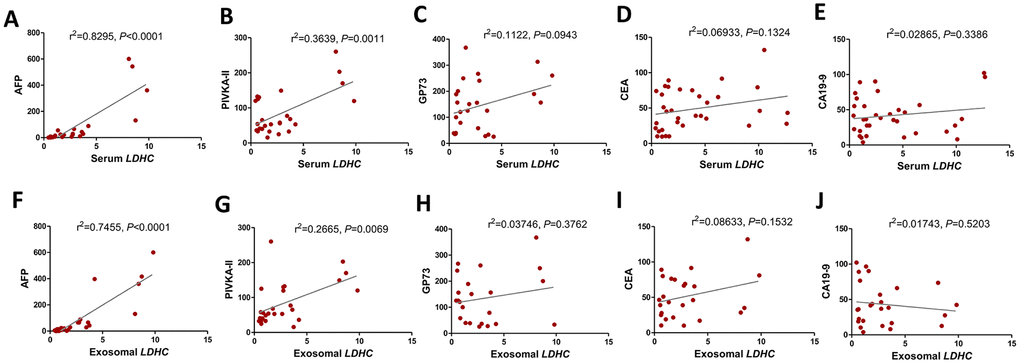 Serum and exosomal LDHC expressions were correlated with clinicopathological characteristics in HCC. Correlations between serum LDHC expressions and clinical indices encompassing (A) AFP, (B) PIVKA-II, (C) GP-73, (D) CEA, and (E) CA19-9 were analyzed. Serum exosomal LDHC expressions were associated with (F) AFP, and (G) PIVKA-II, but not correlated with the levels of (H) GP-73, (I) CEA, and (J) CA19-9 in patients with HCC.