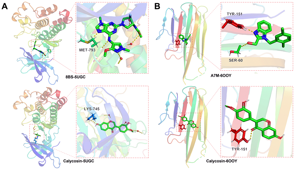 Molecular docking data indicated that the binding capacity of calycosin with meningitis was significant in the vital targets of EGFR, 8BS-5UGC (A), TNF, A7M-6OOY (B).