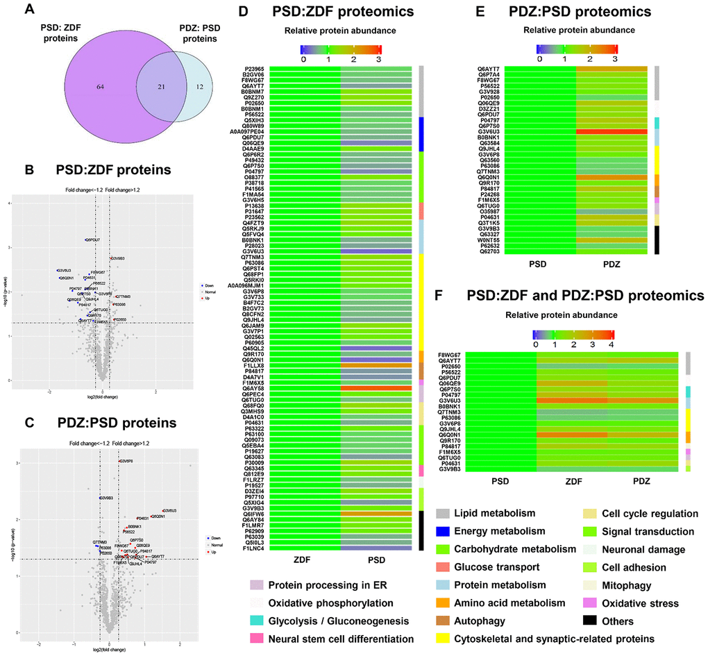 Analysis and comparison of the brain MAM proteins between PSD:ZDF and PDZ:PSD groups. (A) Using a fold change cutoff of ≥1.2 and a p-value cutoff of ≤0.05, a Venn diagram was constructed to find differentially regulated proteins in the PSD:ZDF, PDZ:PSD, or both. Volcano plots showing log2 fold-change (x-axis) and -log10 p-value (y-axis) were used for all quantified proteins in the PSD:ZDF (B) or PDZ:PSD group (C). Colored dots indicate proteins commonly expressed in both groups and the upregulated and downregulated proteins are labeled by red and blue, respectively. (D, E) Chronic PS caused 85 differentially expressed proteins and ZBPYR treatment resulted in 33 proteins to be differentially expressed. (F) Twenty-one overlapped proteins were differentially expressed in both groups (n=3 per group).