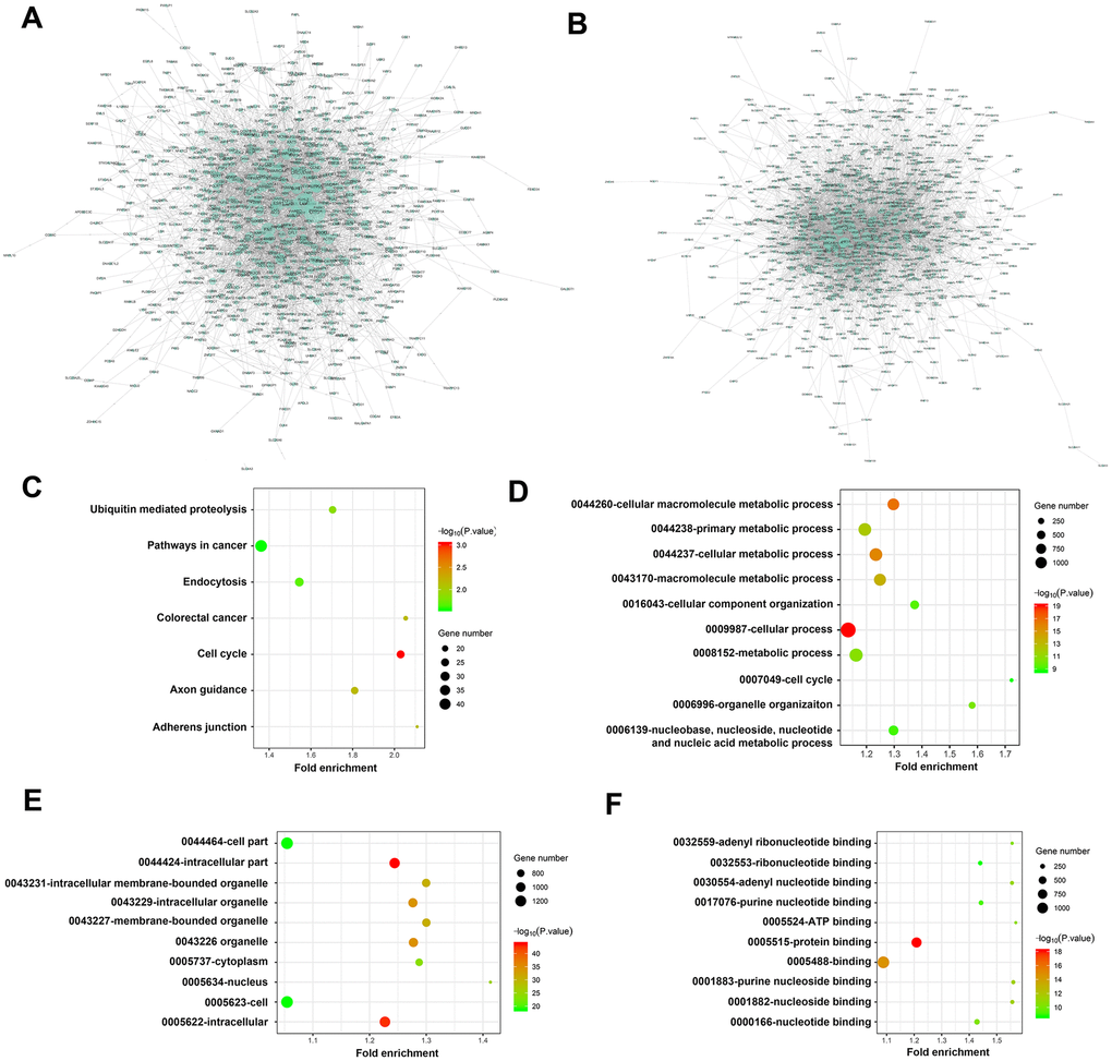 Visualization analysis of PPI network, KEGG pathways and GO terms. (A) Network of 1101 DEMs between C and L group (917 nodes and 4735 edges); (B) Network of 1082 DEMs between C and H group (800 nodes and 3738 edges); KEGG pathway enrichment was shown in (C) biological process, cellular component and molecular function terms were shown in D, E, F, respectively. The cutoff criterion was p 