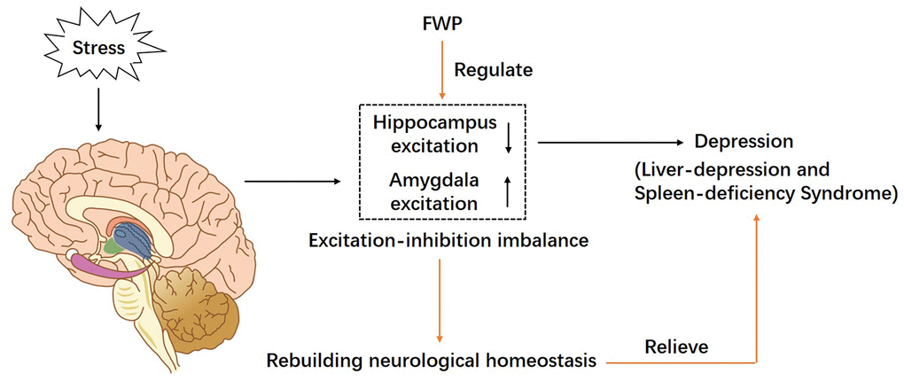 A schematic diagram of proposed mechanism of FWP in chronic restraint stress induced rat model representing depression with liver-depression and spleen-deficiency syndrome. FWP reconstructs neurological homeostasis via regulating the “excitation-inhibition” balance in amygdala and hippocampus.