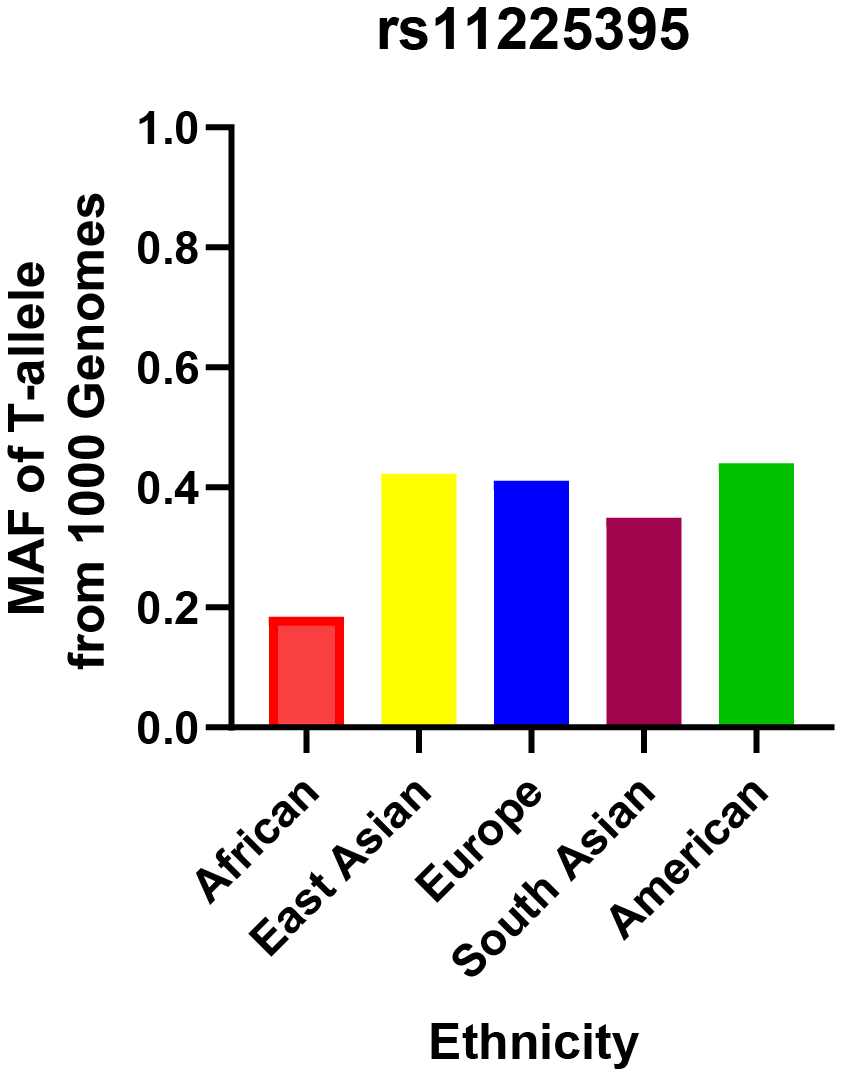 Minor allele frequencies for MMP-8 rs11225395 polymorphism in controls, stratified by ethnicity.