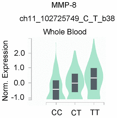 Genotype-based mRNA expression alteration in whole blood for MMP-8 rs11225395 polymorphism based on data from the GTEx portal database (https://www.gtexportal.org/home).