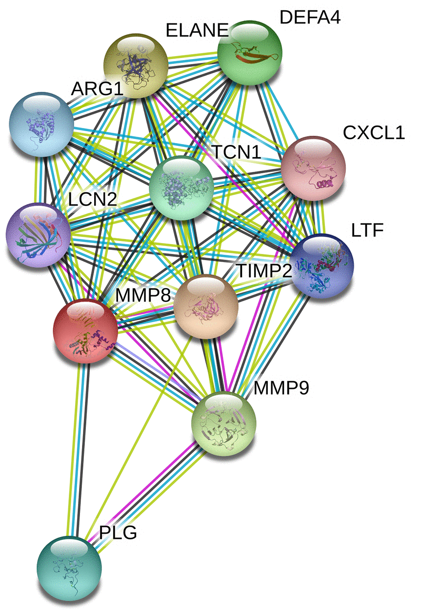 Human MMP-8 interactions with other genes obtained from the String server. The following genes participate in gene-gene interactions: TIMP2, Metalloproteinase inhibitor 2; ELANE, Neutrophil elastase; MMP9, Matrix metalloproteinase-9; DEFA4, Neutrophil defensin 4; TCN1, Transcobalamin-1; PLG, Plasminogen; ARG1, Arginase-1; LTF, Lactotransferrin; LCN2, Neutrophil gelatinase-associated lipocalin; CXCL1, Growth-regulated alpha protein.