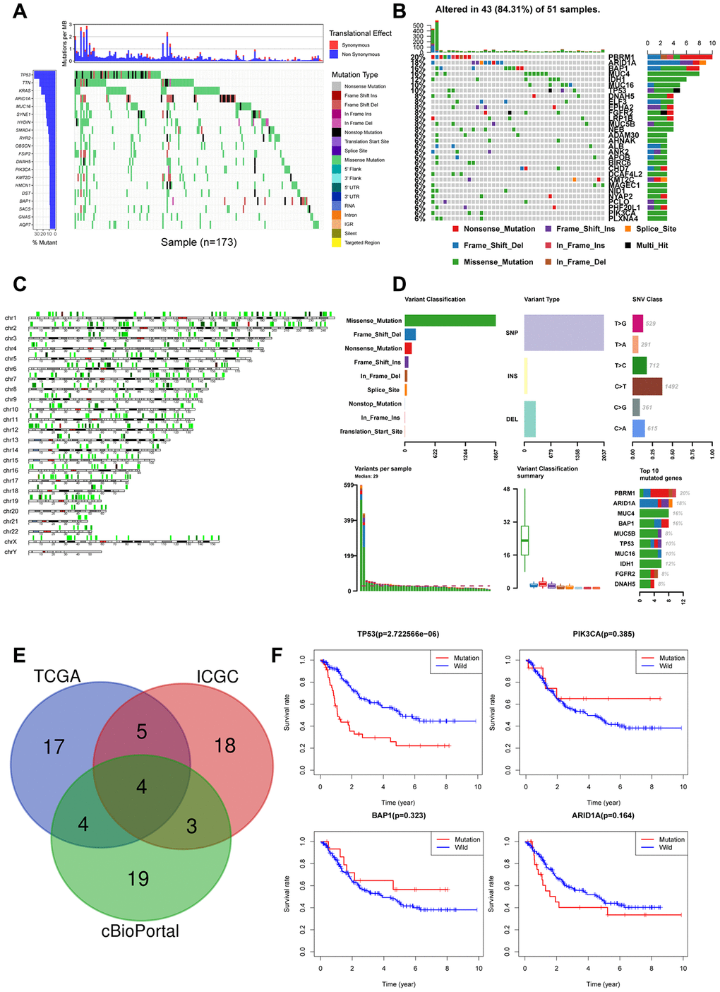 Landscape of somatic mutations in CCA (A) Waterfall plot depicts the frequencies and the mutation types of mutated genes in CCA from ICGC cohort. The left bar chart shows the TOP20 mutant genes frequencies of mutation. The bottom bar chart shows the mutation types; (B) Waterfall plot shows the mutated genes in CCA from TCGA cohort. The right bar chart shows the TOP30 mutant genes frequencies of mutation; (C) The positions of all the mutations in chromosomes, lower mutation frequency location is labeled with green color, while higher labeled with red; (D) Summary of mutation types of TCGA CCA dataset; (E) Venn diagram of overlapped top30 mutant genes of the three datasets respectively; (F) Overall survival analysis of four overlapped mutant genes.