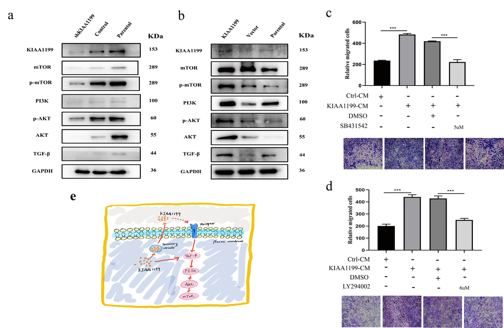 The expression of KIAA1199 and TGF-β-PI3K-Akt pathway-associated proteins by western blot analyses. (A) Western blot analysis of KIAA1199 and TGF-β-PI3K-Akt pathway-associated proteins in KIAA1199 silenced Hucct1 cell line. (B) Western blot analysis of KIAA1199 and TGF-β-PI3K-Akt pathway-associated proteins in KIAA1199 overexpressed QBC939 cell line. (C) QBC939 were pretreated with TGF-β inhibitor (SB431542, 5 μM) for 2 h and transwell migration assay was performed in the absence or presence of KIAA1199 conditioned medium (CM). (D) QBC939 were pretreated with PI3K inhibitor (LY294002, 6μM) for 2 h and trans-well migration assay was performed in the absence or presence of KIAA1199 conditioned medium (CM). (E) KIAA1199-mediated EMT may occur through a non-Smad pathway. At least three independent experiments were preformed, data presented as mean ± SD, *, ** and *** represented P
