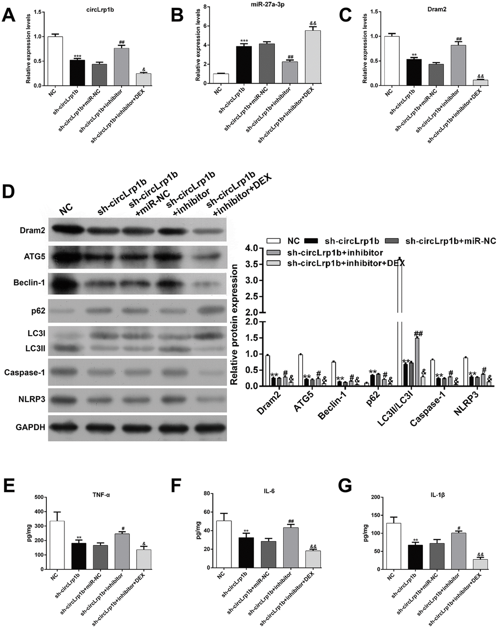 Inhibition of miR-27a-3p reverses the effects of circLrp1b knockdown in traumatic brain injury-induced autophagy and inflammation. Rats were administered intracerebroventricular injection of lentivirus vectors of sh-circLrp1b and miR-27a-3p inhibitor before traumatic brain injury (TBI) induction, followed by intraperitoneal injection of 20 μg/kg dexmedetomidine (DEX). Expression levels of circLrp1b (A), miR-27a-3p (B), and Dram2 (C), as determined using real-time quantitative reverse transcriptase polymerase chain reaction. (D) Expression levels of the proteins Dram2, ATG5, Beclin-1, p62, LC3 I/II, caspase-1, and NLRP3, as measured by western blot. Quantitative analysis of TNF-α (E), IL-6 (F), and IL-1β (G) production in the hippocampal tissues by using enzyme-linked immunosorbent assay (ELISA). Each experiment was repeated 6 times. **p p p p p p 