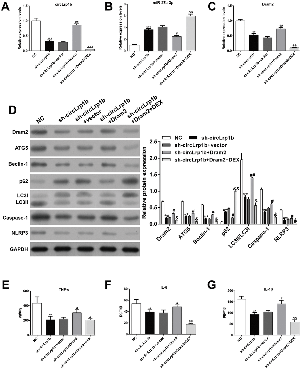 Restoration of Dram2 abolishes the effects of circLrp1b knockdown in traumatic brain injury-induced autophagy and inflammation. Rats were administered intracerebroventricular injection of lentivirus vectors of sh-circLrp1b and Dram2 before traumatic brain injury (TBI) induction, followed by intraperitoneal injection of 20 μg/kg dexmedetomidine (DEX). The expression levels of circLrp1b (A), miR-27a-3p (B), and Dram2 (C), as determined using real-time quantitative reverse transcriptase polymerase chain reaction. (D) The expression levels of Dram2, ATG5, Beclin-1, p62, LC3 I/II, caspase-1, and NLRP3 proteins, as evaluated using western blot. Quantitative analysis of TNF-α (E), IL-6 (F), and IL-1β (G) production in the hippocampal tissues by using enzyme-linked immunosorbent assay (ELISA). Each experiment was repeated 6 times. **p p p p p p p 