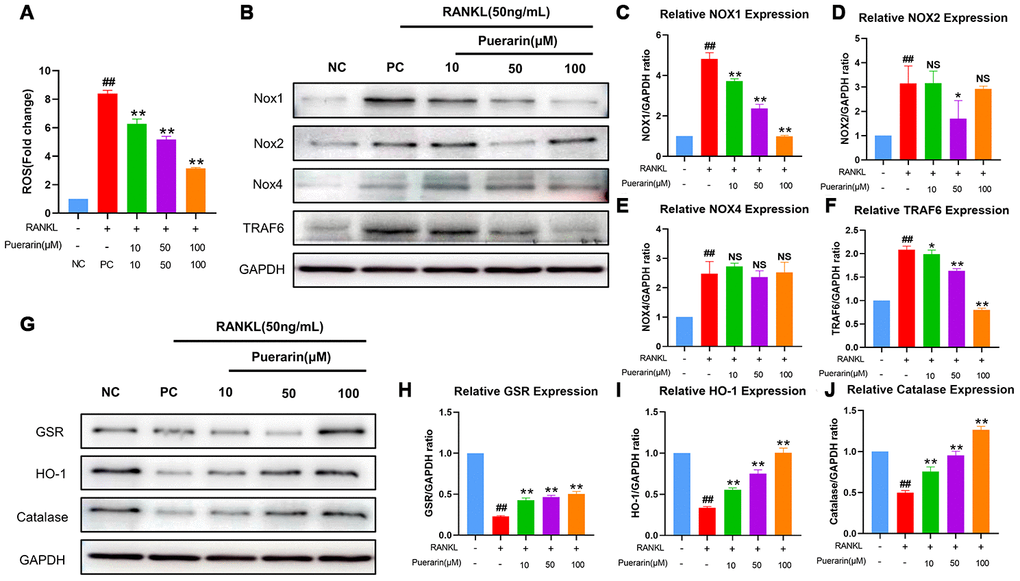 Puerarin inhibits ROS by upregulating antioxidant enzymes in the RANKL-induced RAW264.7 cells. (A) Flow cytometry analysis of ROS levels using DCFH2-DA in the untreated, RANKL-treated and indicated concentrations of puerarin+RANKL-treated RAW264.7 cells. Note: n=3 per group; ##P 0.01 vs. the untreated group; ** P 0.01 vs. the RANKL-treated group. (B) Representative western blot images show the levels of NOX1/2/4 and TRAF6 proteins in the untreated, RANKL-induced and indicated concentrations of puerarin+RANKL treated RAW264.7 cells. (C–F) The histogram shows the relative levels of NOX1/2/4 and TRAF6 proteins in the untreated, RANKL- and RANKL+ indicated concentrations of puerarin-treated RAW264.7 cells. Note: n=3 per group; NS: Not statistically significant, ##P 0.01 vs. the untreated group; * P 0.05, ** P 0.01 vs. the RANKL-induced group. (G) Representative western blot images show the levels of antioxidant enzymes, GSR, HO-1, and catalase in the untreated, RANKL- and RANKL+ indicated concentrations of puerarin-treated RAW264.7 cells. (H–J) The histogram shows the relative levels of GSR, HO-1 and catalase proteins in the untreated, RANKL- and RANKL+ indicated concentrations of puerarin-treated RAW264.7 cells. Note: n=3 per group; ##P 0.01 vs. the untreated group; ** P 0.01 vs. the RANKL-induced group.