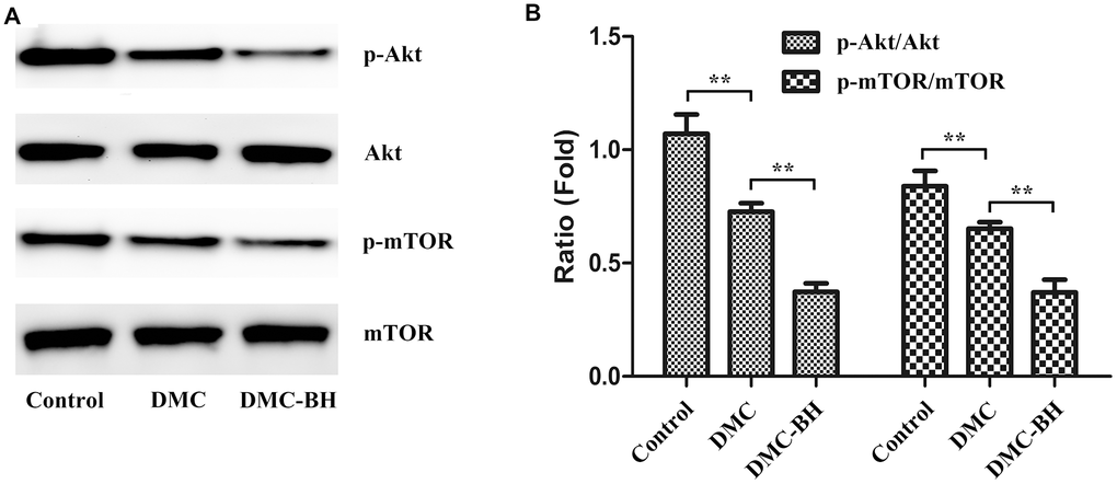 The effects of DMC-BH and DMC on the Akt/mTOR signaling pathway in U87 orthotopic glioblastoma xenografts. (A) Total protein was extracted from U87 orthotopic glioblastoma xenografts. Then p-Akt and p-mTOR protein expression was detected by Western blot. (B) The column chart illustrates the relative expression levels of these proteins.
