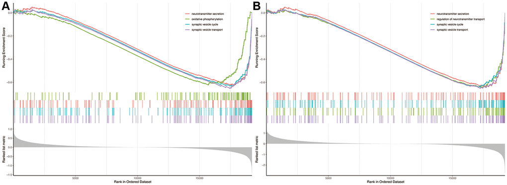 Gene set enrichment analysis. Biological processes enriched in AD (A) and low expression of PRKCB (B). AD: Alzheimer’s disease.