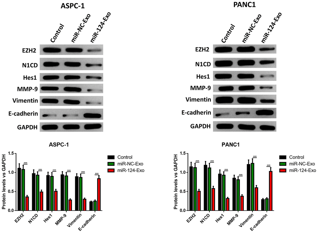 Exosomes-delivered miR-124 inhibited the EMT in pancreatic cancers. The protein levels of EZH2, N1CD, Hes1, MMP-9, vimentin and E-cadherin were determined by western blot (D). These results present the mean ± standard deviation (SD) of three independent experiments. ***P