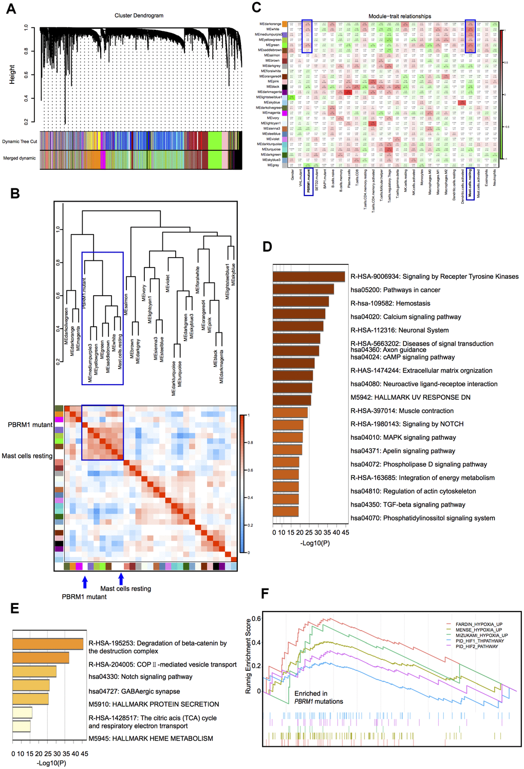 Correlation analyses between gene cluster modules, PBRM1 mutations, and mast cell infiltration in ccRCC patients. (A) The clustering dendrogram shows different gene cluster modules that are color-coded. The dissimilarity of genes is based on the topological overlap. (B) Heatmap shows the correlation between module eigengenes and immune cell infiltration in ccRCC samples. The correlation table is color-coded. The modules in the blue box are associated with PBRM1 mutations and mast cell infiltration. (C) Analysis of the association between the 27 gene cluster modules and the 4 mutant genotypes (VHL, PBRM1, SETD2, and BAP1) in ccRCC patients. Each cell represents a module correlation co-efficient and its corresponding p-value. (D) Pathway enrichment analysis of dark orange module. Dark orange gene cluster was positive with PBRM1 mutant and mast cell infiltration. (E) Pathway enrichment analysis of the white module. White gene cluster was positive with PBRM1 mutant and mast cell infiltration. (F) Enrichment plots show upregulated FARDIN hypoxia signaling (red), MENSE hypoxia signaling (green), MIZUKAMI hypoxia signaling (green), PID-HIF1-THPATHWAY (purple), PID-HIF2-PATHWAY (blue), and other gene sets in the PBRM1mut group of ccRCC patients. FARDIN hypoxia signaling gene set including the genes in the hypoxia signature, based on analysis of 11 neuroblastoma cell lines in hypoxia and normal oxygen conditions; MENSE hypoxia signaling gene set including hypoxia response genes up-regulated in both astrocytes and HeLa cell line; MIZUKAMI hypoxia signaling gene set including the genes up-regulated in colon cancer cells in response to hypoxia, might not be direct targets of HIF 1α; PID-HIF1-THPATHWAY gene set including the gens in HIF 1α transcription factor network; PID-HIF2-PATHWAY gene set including the gens in HIF 2α transcription factor network.