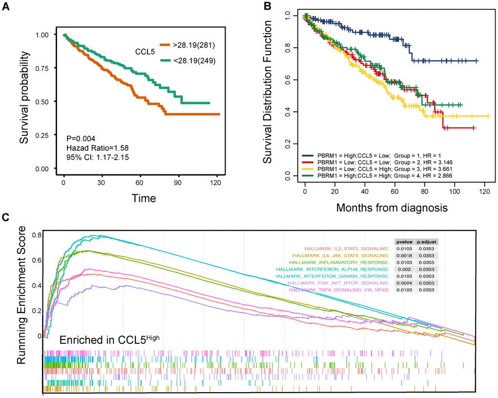 High CCL5 expression is associated with immune suppression and adverse survival outcomes in ccRCC. (A) The overall survival (OS) of high- and low-CCL5 expressing ccRCC patients in the TCGA KIRC database as evaluated by the survival and survminer packages is shown. PB) The overall survival of ccRCC patients in the TCGA KIRC database according to high- and low- PBRM1 and CCL5 expression using survminer packages, log-rank tests, and COX regression analysis. (C) Enrichment plots show the status of gene sets belonging to IL6/JAK/STAT3 signaling (yellow), IL2/STAT5 (red), the inflammatory response (green), the IFN-α response (light blue), the IFN-γ response (blue), PI3K/AKT/MTOR signaling (purple), and TNF-α/NFΚB signaling (light red) pathways in the CCL5High group of ccRCC patients.