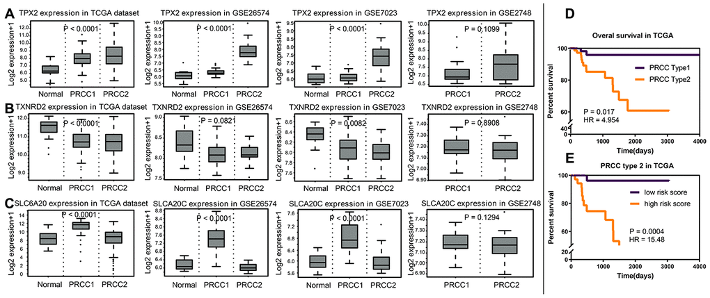 The analysis of variance of normal renal tissue and papillary renal carcinoma. (A) In TCGA, GSE26574, GSE7023 and GSEA2748, TPX2 acted as prognostic risk factors, upregulated significantly in PRCC2. (B) TXNRD2 acted as prognostic protective factor, downregulated significantly in the PRCC group. (C) SLC6A20 acted as prognostic protective factor, downregulated significantly in the PRCC2 group, compared with PRCC1. (D) PRCC2 showed worse prognosis compared with PRCC1 (P = 0.017; HR = 4.954). (E) Based on the cut off as 4.6846, the PRCC type 2 group patients were divided into two risk groups, and the high-risk group showed the worse prognosis status (P = 0.0004; HR = 15.48).