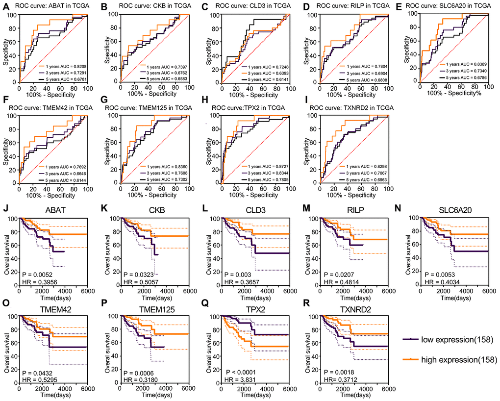 Kaplan–Meier and ROC curves for prognosis factors generated using the “rbsurv” package. (A–I) The ROC curve of risk factors and protective factors. TPX2 acted as the only risk factor showed the largest AUC, 5-year AUC for TPX2 was 0.7805. ABAT, CKB, CLD3, RILP, SLC6A20, TMEM42, TMEM125 and TXNRD2 acted as protective factors also showed accurate diagnosis ability. (J–R) Kaplan–Meier curves of risk factors and protective factors. The patients were divided into various risk groups according to expression levels. Nine prognostic factors showed significant survival difference and the largest HR was the 3.831 for TPX2, the lowest HR value was 0.3180 for THEM125.