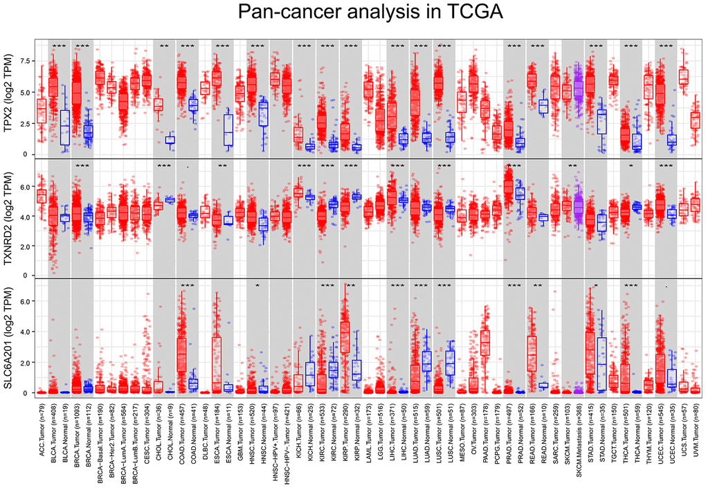 The variation analysis of 33 types of cancer in TCGA, P  (A) TPX2, (B) TXNRD2, (C) SLC6A20.