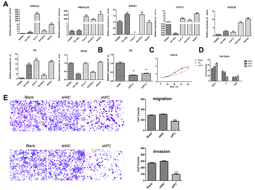 Knockdown of PC can significantly inhibit cell proliferation, cell cycle progression, and cell migration and invasion. (A) The relative expression of GGPS1, NTPCR, PPOX, PC, PRICKLE2, TCF7L1, and PPP3CA in four cancer cell lines (SKOV3, CAOV-3, OV-1063, and OVCAR-3). Gene expression levels of candidate genes (GGPS1, NTPCR, PPOX, PC, PRICKLE2, TCF7L1, and PPP3CA) were examined in different ovarian cancer cells lines using real-time qPCR analysis. (B) The relative expression of PC in SKOV-3 cell after PC knockdown using shRNAs by real-time qPCR analysis. (C) Decreased expression of PC can significantly inhibit SKOV-3 cell proliferation. (D) Cell cycle analysis of SKOV-3 cells following PC knockdown. The effect of PC on cell cycle progression was examined using flow cytometry. PC knockdown significantly inhibited cell cycle transition from G1 to S phase. (E) Cell migration and invasion of ovarian cancer cells after PC knockdown. The effects of PC on migration and invasion of SKOV3 cells were evaluated using the Transwell system. PC knockdown significantly inhibited the invasive and metastatic abilities of ovarian tumor cells.