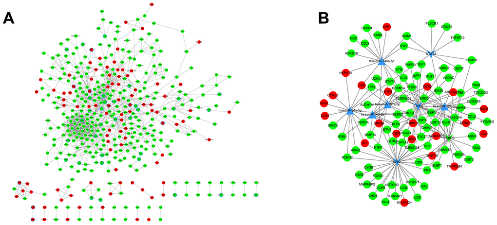 PPI analysis and miRNA regulatory networks. (A) PPI networks were constructed to visualize the relationships of differentially expressed genes screened from PC-knockdown samples compared to control samples. Red dots represent up-regulated genes and green dots refer to down-regulated genes. The points with a blue border refer to ovarian cancer-related genes. (B) miRNA regulatory network. A complex regulatory network was constructed to visualize connections of miRNAs, transcription factors, and genes related to ovarian cancer. The dots in red and green represent up- and down-regulated genes, respectively. Triangular nodes refer to miRNAs and v-shaped nodes represent transcription factors.