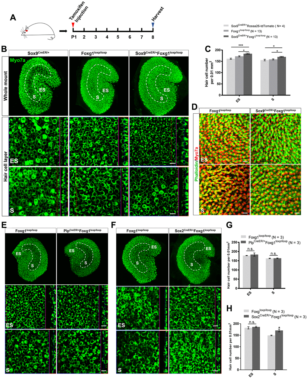 cKD of Foxg1 in Sox9+ SCs led to increased HCs number in the mouse utricle at P08. (A) Tamoxifen was injected into P01 mice to knock down Foxg1 in Sox9+ SCs, and the utricle was harvested at P08. (B) Immunofluorescence staining with anti-Myo7a (green) antibodies in the utricle of P08 Sox9CreER/+, Foxg1loxp/loxp, and Sox9CreER/+Foxg1loxp/loxp cKD mice. (C) Quantification of HCs in the ES and S regions of the utricle. *p D) Immunofluorescence staining with phalloidin (green) in the utricle of P08 Foxg1 cKD and control mice. (E, F) Immunofluorescence staining with anti-Myo7a (green) antibodies in the utricle from P8 PlpCreER/+Foxg1loxp/loxp (E) and Sox2CreER/+Foxg1loxp/loxp mice (F). Foxg1loxp/loxp mice were used as the control mice. (G, H) Quantification of the total numbers of HCs in the ES and S regions of the utricle from the above mice. *p 