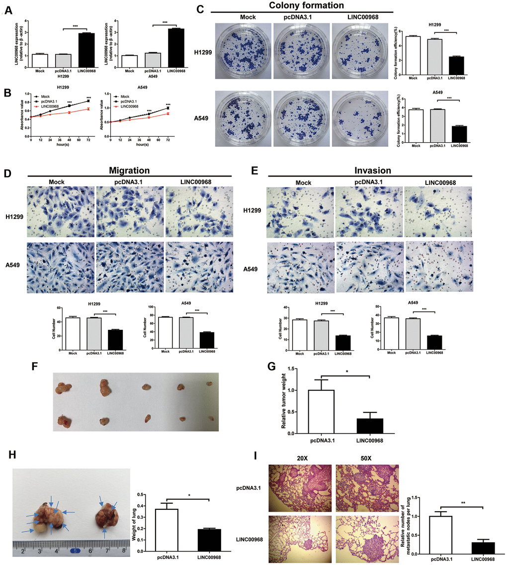 LINC00968 inhibits malignant phenotype in tumor cells. (A) After treatment with LINC00968 overexpressing or control plasmids, the LINC00968 expression levels were validated by qTR-PCR. (B) Cell proliferation was detected at the indicated time points. (C) Representative images of cell forming colonies and colony formation efficiency of each group. (D) The migration ability of LINC00968 overexpressing cells in each group. The histogram of the migration cell number is on the right. (E) The representative images of cells moving across the Matrigel membranes. (F) Tumor xenografts from nude mice. (G) Upregulation of LINC00968 significantly decreased tumor weight. (H) Representative images of the lung metastatic foci on the surface area. Arrows indicate the lung metastatic foci (left). The lung weights in each group are listed to the right. (I) Representative images of lung metastatic foci after HE-staining (left). The number of metastatic foci (right). *PPP
