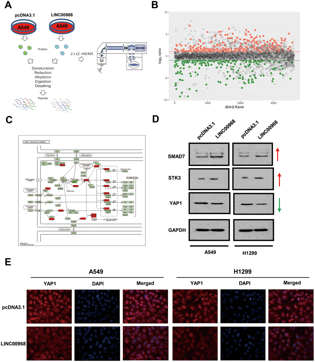 LINC00968 regulates the SMAD-mediated Hippo signaling pathway. (A) The workflow of random peptide arrays used to screen downstream proteins specifically regulated by LINC00968 in LUAD. (B) Volcano plots of the differentially expressed lncRNAs (266 upregulated and 208 down-regulated proteins) in LINC00968 overexpressing and control A549 cells. (C) The most frequent proteins and relevant signaling pathways regulated by LINC00968. (D) SMAD and STK3 expressions were increased whereas YAP1 was decreased after LINC00968 upregulation as detected by western blotting. (E) YAP1 expression (red), validated by immunofluorescence following LINC00968 overexpression in LUAD cells.