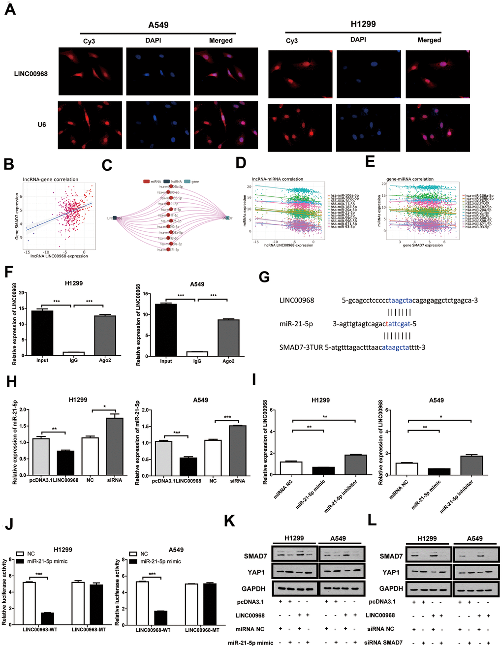 LINC00968 inhibits tumor development by regulating the miR-21-5p/SMAD7 axis. (A) FISH detection of subcellular localization of LINC00968 in A549 and H1299 cells. (B) The miRNACancerMAP datasets suggested that there was a significant positive correlation between LINC00968 and SMAD7. (C) The miRNAs negatively related to LINC00968 and SMAD7 most frequently were summarized by miRNACancerMAP. (D) Correlation between LINC00968 and the top 12 most frequent miRNAs. (E) Correlation between SMAD7 and the top 12 most frequent miRNAs. (F) qRT-PCR quantification of LINC00968. LINC00968 was more enriched in the cells treated with the Ago2 antibody compared with those treated with the IgG negative control antibody. (G) The complementary sites of LINC00968, miR-21-5p, and SMAD7. (H) The expression of miR-21-5p was decreased and increased in LINC00968 overexpressing and knockdown LUAD cells, respectively. (I) LINC00968 expression was decreased in the miR-21-5p mimics group and increased in the miR-21-5p inhibitor group. (J) H1299 and A549 cells co-transfected with a miR-21-5p mimic or negative control (NC) and luciferase vectors containing either wild type (LINC00968-WT) or mutated (LINC00968-mut) miR-21-5p-binding sites. The luciferase activity was measured after 48 h. (K) and (L) SMAD7 and YAP1 protein expression following LINC00968, SMAD7 and/or miR-21-5p modulation in A549 and H1299 cells. *PPP