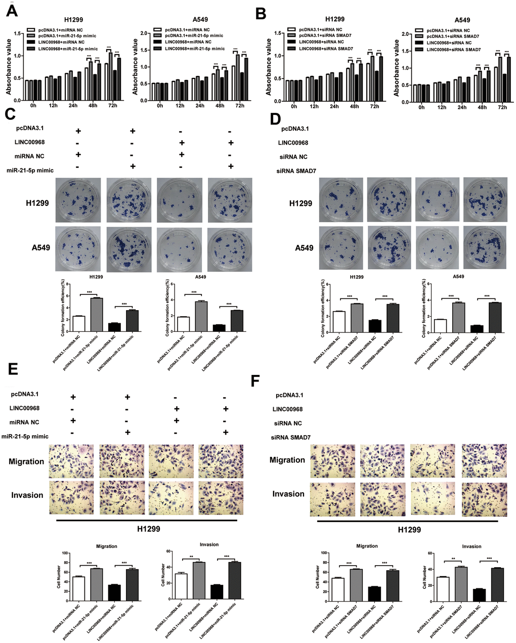 LINC00968 inhibits tumor development via sponging miR-21-5p/SMAD7 axis. The miR-21-5p mimics significantly increased cell proliferation (A), colony-forming ability (C), invasion, and migration (E), and also partially attenuated the inhibitory effects of LINC00968 over-expression. SMAD7 knockdown enhanced cell proliferation (B), colony-forming ability (D), invasion, and migration (F), and also partially attenuated the inhibitory effects of LINC00968 over-expression. **PP