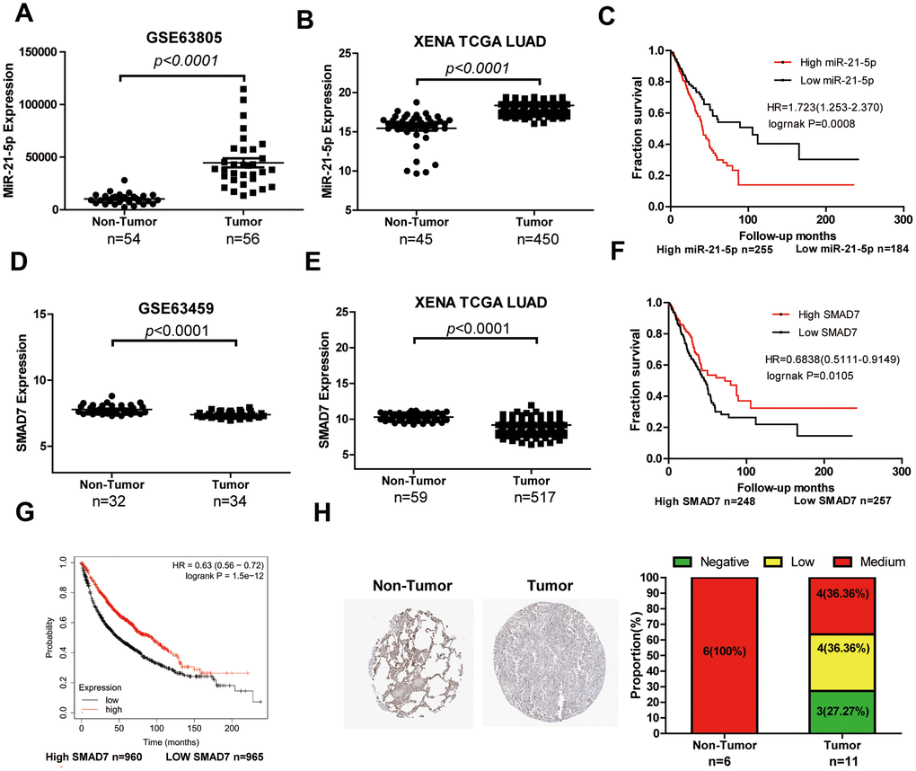 The expression level and clinical value of miR-21-5p and SMAD7 in LUAD. (A) The miR-21-5p expression was significantly increased in LUAD tissues compared with that of non-tumor tissues from the LUAD chip GSE63805 dataset (A) and XENA database (B). (C) The survival curve analyses indicated that high expression of miR-21-5p was associated with poor clinical outcomes. SMAD7 expression decreased in tumor tissues compared with non-tumor lung tissues from the GSE63459 dataset (D) and XENA database (E). The Kaplan Meier-plotter (F) and XENA (G) database demonstrated that the low SMAD7 expression was associated with significantly poor patient survival. (H) SMAD7 protein expression was downregulated in human LUAD tissue biopsies as evidenced by immunohistochemical staining from the Human Protein Atlas Database.