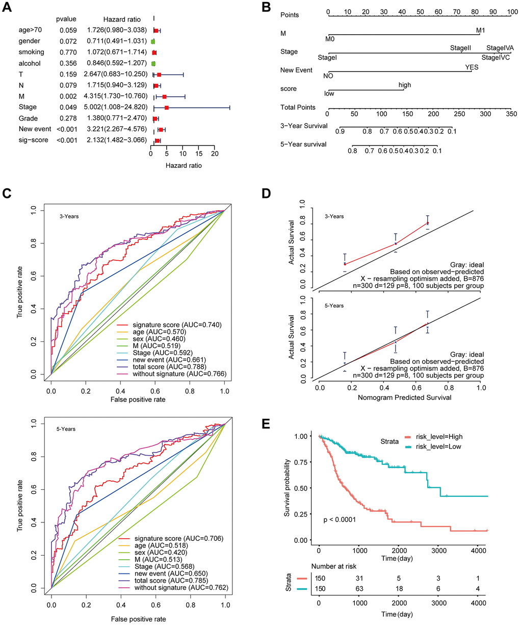 Construction of a nomogram for overall survival prediction in HNSCC. (A) Univariate and multivariate Cox regression analyses of clinical factors associated with overall survival. (B) The nomogram consists of M stage, new event, stage and the signature score based on the eight-lncRNA signature. (C) ROC curves according to the nomogram and lncRNA signature score. (D) Calibration curves of the nomogram for the estimation of survival rates at 3 and 5 years. (E) Kaplan-Meier curves of OS according to the total risk score.