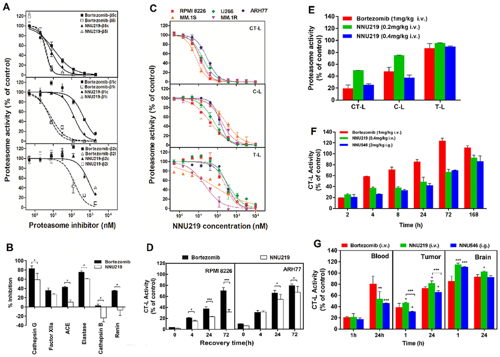 NNU219 and bortezomib differentially affect proteasome activities in vitro and in vivo. (A) In vitro effects of NNU219 or bortezomib on catalytic activities of the human constitutive proteasome (β1c, β2c, β5c) and the immunoproteasome (β1i, β2i, β5i). Data from at least three independent measurements were normalized to DMSO-treated controls and were presented as residual activities ± SD. (B) Inhibition of non-proteasomal proteases. NNU219 and bortezomib were tested at 10 μM against a panel of purified serines (Cathepsin G, Factor XIIa, Elastase), cysteine (Cathepsin B), aspartyl (Renin) and metallo (ACE) proteases. Percent inhibition was calculated based on the activities of compounds on protease subtracted with a substrate control without an enzyme. Data were presented as the mean inhibition ± SD relative to DMSO-treated controls (*, p C) Selectivity of NNU219 in the active sites of human MM cell lines. MM cells were treated with various concentrations of NNU219 for 1 h and cytosolic extracts were analyzed for CT-L, C-L and T-L proteasome activities. Results were represented as percent activities of proteasome in drug-treated vs. vehicle treated cells ±SD. (D) Recovery of cellular proteasome activity following NNU219 or bortezomib treatment. Proteasome CT-L activity was determined in lysates prepared from RPMI 8226 (left panel) and ARH77 cells (right panel) at the indicated times following exposure to IC50 of NNU219 or bortezomib for 1 h. Mean values from three measurements are presented as the percent activity relative to control-treated cells ± SD (*, p p E) Proteasome active site selectivity of NNU219 in vivo. Mice (n=5) were treated with either NNU219 (0.2 mg/kg or 0.4 mg/kg i.v.) or bortezomib (1 mg/kg i.v.) for 1 h and whole blood was analyzed for CT-L, C-L and T-L proteasome activities. (F) Inhibition and recovery of proteasome activity in vivo. Mice (n=5) were treated with NNU219 (0.4 mg/kg i.v.), NNU546 (2 mg/kg i.g.) and bortezomib (1 mg/kg i.v.) at the indicated time-points and blood samples were analyzed for CT-L proteasome activities. The data are represented as the percent inhibition compared with vehicle treated animals from two independent experiments. (G) ARH77 tumor-bearing mice were administered a single dose of NNU219 (0.4 mg/kg i.v.), NNU546 (2 mg/kg i.g.) or bortezomib (1 mg/kg i.v.); mice were euthanized at 1 h and 24 h time points after treatment. Heart, brain and tumor were harvested. Protein extracts were prepared and the proteasome catalytic activity was evaluated with CT-L subunit-specific fluorescent peptide substrates. Values were presented as the mean percent activity relative to vehicle ± SD (3 mice per time-point). p values presented for bortezomib vs NNU219 or NNU546 (*, p p p 