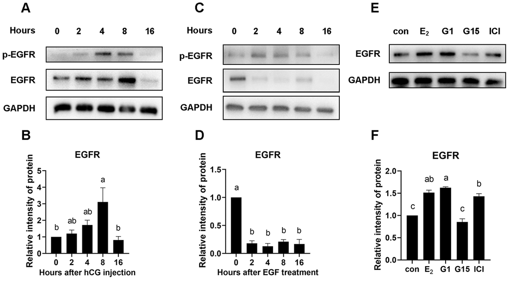 EGFR protein was increased by GPR30 activation in COCs.PMSG-primed female mice were injected with hCG, and the COCs in the ovaries were collected at 0, 2, 4, 8, and 16 h. After that, the EGFR protein levels were evaluated using western blot (A) and quantified using gray scanning (B). COCs were cultured in vitro with EGF treatment for 0, 2, 4, 8, and 16 h, EGFR protein was detected using western blot (C) and quantified using gray scanning (D). In the next experiment, 17β-E2, G1, G15 and ICI182780 were used to explore the mechanism of estrogen in the maintenance or even upregulation of EGFR levels in COCs cultured in vitro for 8 h. EGFR protein levels were detected using western blot (E) and quantified using gray scanning (F). Data are represented as fold induction relative to the unstimulated control (0 h or con). Bars are presented as average±SEM. Different lowercase letters indicate significant differences between groups (p