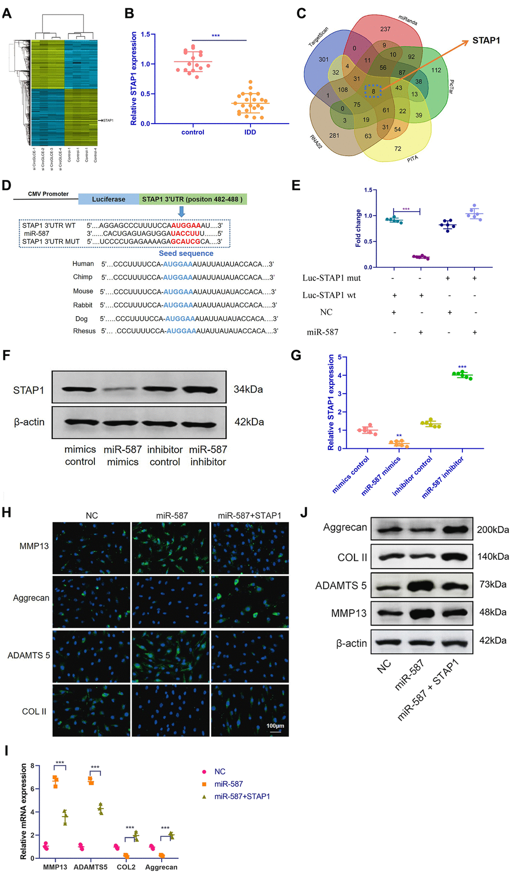 STAP1 is directly targeted by miR-587 and serves as a regulator in IDD. (A) Heat map of all differentially expressed mRNAs between the sample with CircGLCE knockdown and the paired controls. (B) The RT-qPCR results showed that STAP1 was downregulated in degenerative NP tissue samples (degenerative vs. normal=16: 22, ***P C) Venn diagram displaying miR-587 computationally predicted to target SIRT1 by different algorithms. (D) Schematic representation of STAP1 3’-UTR demonstrating putative miRNA target site, luciferase activities of wild-type (WT-UTR), and mutant (MUT-UTR) constructs. (E) After co-transfection with the miR-587 mimics or control and the luciferase reporter constructs for wild-type or mutant 3′-UTR of STAP1, the binding of STAP1 and miR-587 was detected by dual luciferase assays (n=6, *** PF) The altered expression patterns of STAP1 protein were caused by miR-587 overexpression or silencing, which was detected by western blotting (n=3). (G) The altered expression patterns of STAP1 mRNA were caused by miR-587 overexpression or silencing, which was detected by RT-qPCR (n=6, **P H) The FISH results of the rescue experiment using the pre-miR-587 adenovirus, STAP1 and the control. (I) The results of RT-qPCR (n=3, ***P H). (J) Western blot analysis (n=3) confirmed the results in (H and I). Data are the mean ± SEM.