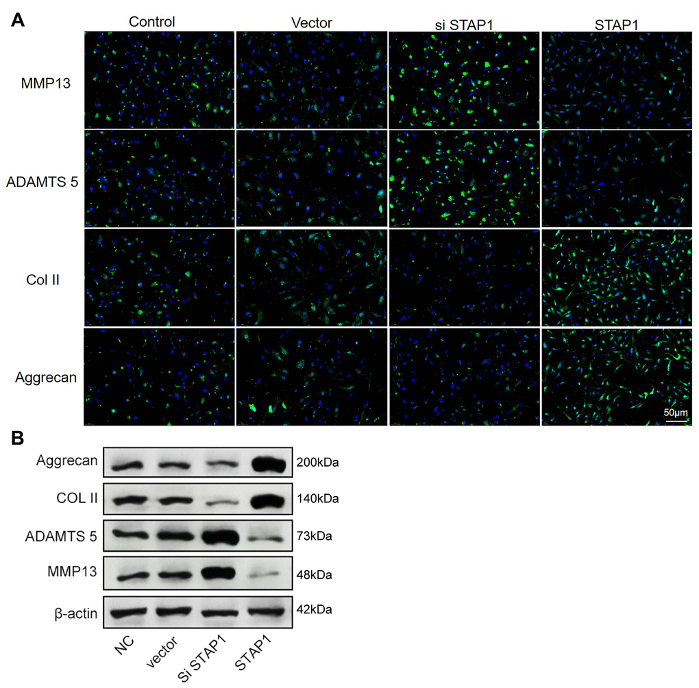 In vitro functional analysis of STAP1 in NP cells. (A) The FISH results of the rescue experiment using the si STAP1, STAP1 and the control. The results suggested that STAP1 downregulated the expression of ADAMTS 5 and MMP13 and upregulated the expression of Collagen II and Aggrecan. (B) Western blot analysis (n=3) confirmed the results in (A). Data are the mean ± SEM.