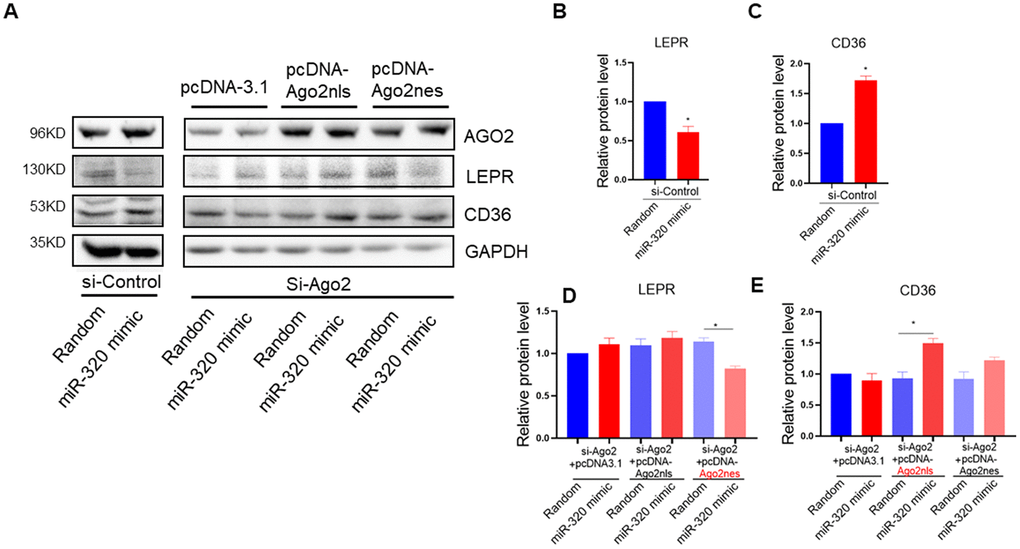 miR-320 targeted CD36 promoter DNA in nucleus and leptin receptor mRNA in cytoplasm respectively. (A–E) Western blotting analysis of the effects of miR-320 on CD36 and LEPR rescued with nuclear or cytosol Ago2 re-expression. In Ago2 knockdown cells, re-expression of Ago2 in the cytoplasm restored miR-320-mediated LEPR suppression. While re-expression of Ago2 in the nucleus restored miR-320-mediated CD36 activation (n=3, *p