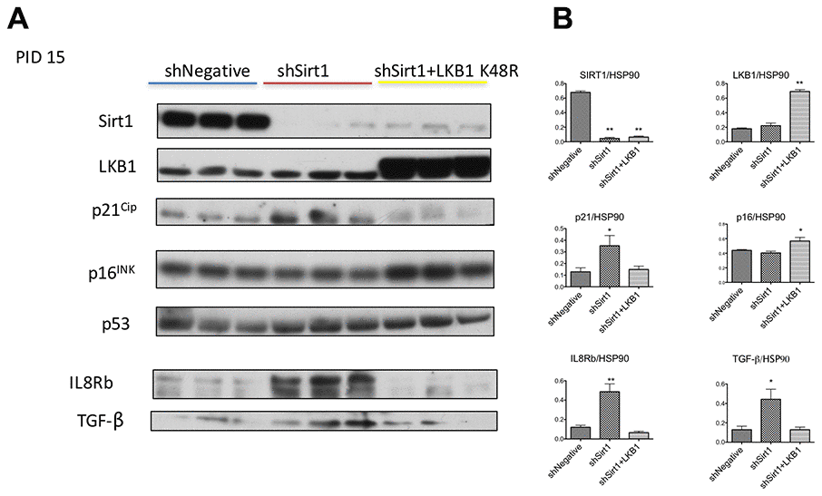 (A, B) Western blots of proteins related to senescence and inflammation at PID 15 in shNegative, shSirt1, and shSirt1+LKB1 K48R cells. (A) The aforementioned proteins were assessed by western blot in PID 15 shNegative, Sirt1 knockdown, and Sirt1 knockdown + LKB1 K48R expressing 3T3-L1 cells. Upregulation of cyclin kinase inhibitor p21CIP, inflammatory chemokine receptor IL8b, and TGF-beta was observed in Sirt1 knockdown cells, and LKB1 K48R prevented these changes. (n=4, *p