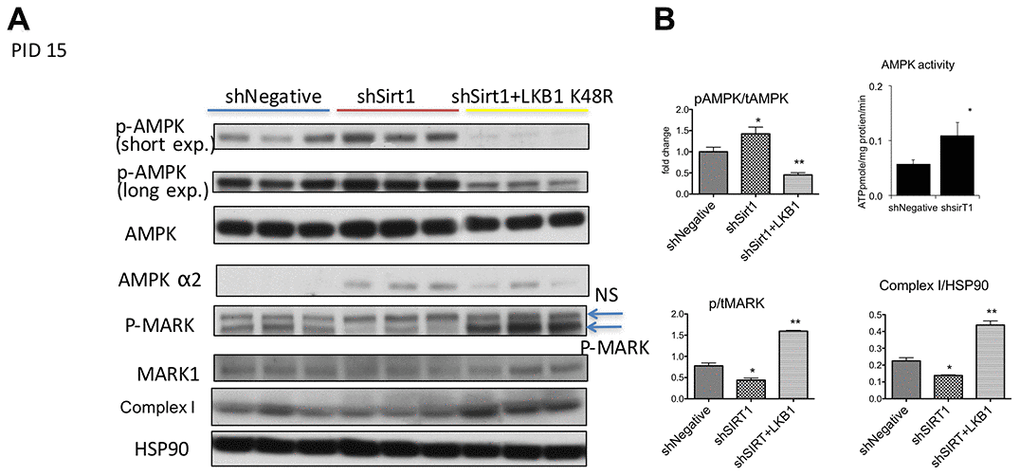 (A, B) Western blots of proteins related to and AMPK, LKB1, and Sirt1 signaling and mitochondrial dysfunction at PID 15 in shNegative, shSirt1, and shSirt1+LKB1 K48R cells. p-T172 AMPK and AMPK alpha2 were increased despite decreased p-MARK (LKB1 substrate) in Sirt1 knockdown cells. LKB1 K48R increased p-MARK and decreased p-T172 AMPK. It also significantly upregulated mitochondrial complex I proteins. The ratio of phospho-to-total MARK: A decrease in this ratio indicates a decrease in LKB1 activity caused by Sirt1 knockdown and upregulated by LKB1 K48R expression. Complex 1 expression normalized by HSP90: As seen in (A), expression of LKB1 K48R not only ameliorates LKB1 activity, it also increases mitochondrial complex I expression. (n=4, *p32P-ATP in vitro in the SAMS peptide assay. (*p