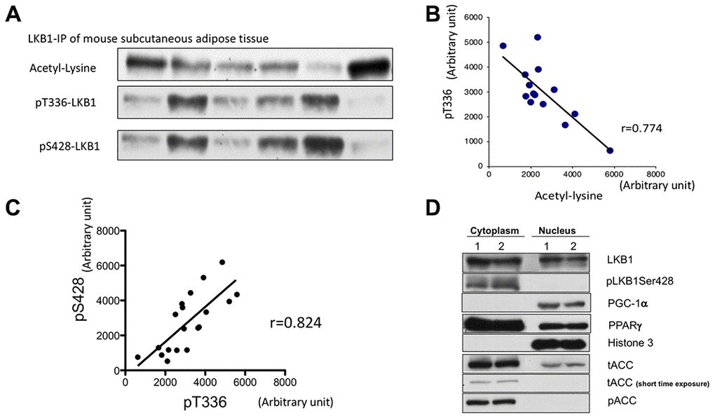 Assessment of LKB1 acetylation and phosphorylation in mouse adipose tissue. (A) Western blot of LKB1 post-translational modifications: acetyl-lysine, pS428, and pT336. LKB1 from mouse subcutaneous adipose tissues were immunoprecipitated, and LKB1 acetylation, pS428, and autophosphorylation site pT336 were assessed by western blotting. (B) LKB1 acetylation and pT366. The degree of acetylation of LKB1 is negatively correlated with pT336 (r=0.77, pC) Correlation between S428 and pT336. pS428 and pT336 were positively correlated (r= 0.824 pD). pS428 LKB1 is located in the cytosol. Two sets of samples were fractionated. LKB1 pSer428 was only observed in the cytosolic fraction, suggesting that LKB1 pSer428 is indicative of active (cytosolic) LKB1 content. Similar experiments were repeated three times.