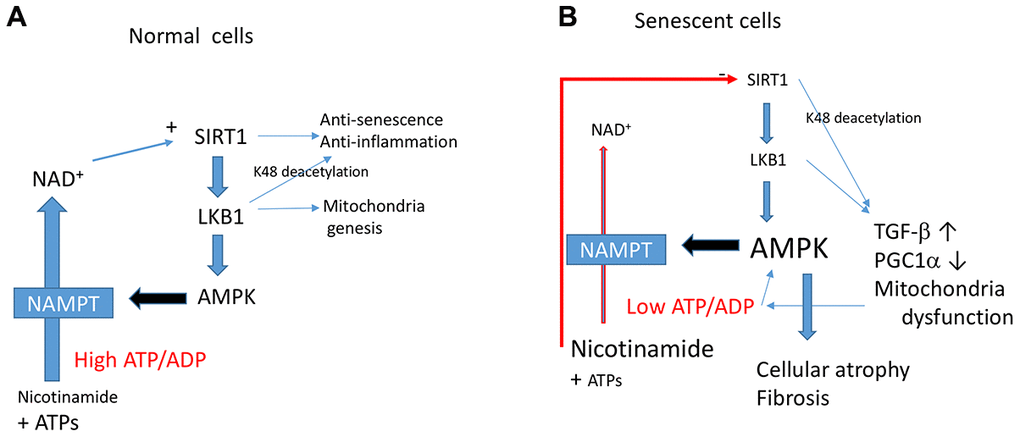 The Sirt1-LKB1-AMPK cascade in normal (A) vs. senescent cells (B). In senescent cells, a continuous decrease in ATP/ADP ratio leads to activation of AMPK. This leads to mitochondrial dysfunction induced by Sirt1-LKB1 down-regulation through a decreased PGC1α. Low ATP/ADP ratio decreases NAD+ production and induces Sirt1 inhibition. Continuous activation of AMPK leads to aging phenotypes such as cellular or tissue atrophy and fibrosis.