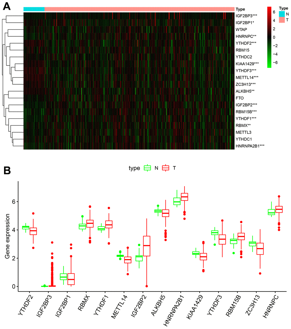 Fourteen out of twenty m6A RNA methylation regulatory genes are differentially expressed in KIRP tissues. (A) The heatmap demonstrates the expression of 20 m6A RNA methylation regulators in 289 KIRP and 32 normal kidney tissue samples from the TCGA database. The color bar from red to green denotes high to low gene expression. * PB) The boxplots show the expression of 14 differentially expressed m6A RNA methylation regulators in normal kidney and KIRP tissues from the TCGA database.