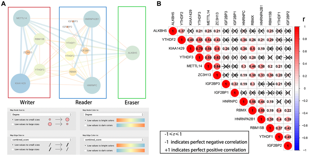 PPI network and Pearson correlation analyses of 14 differentially expressed m6A RNA methylation regulatory genes. (A) PPI network of the 14 differentially expressed m6A RNA methylation regulatory genes. (B) Pearson correlation analysis of the 14 differentially expressed m6A RNA methylation regulatory genes in the TCGA-KIRP cohort. Note: ‘r’ denotes Pearson correlation co-efficient whose value ranges between -1 (perfect negative correlation) and +1 (perfect positive correlation).